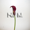 mini calla lilies red wholesale flowers